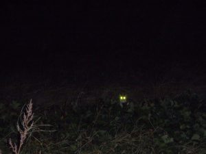 猫の日　にゃんにゃんにゃんのネコの日　230222